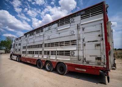 Transport se zvířaty na odpočívadle v Turecku - Nevinné oběti